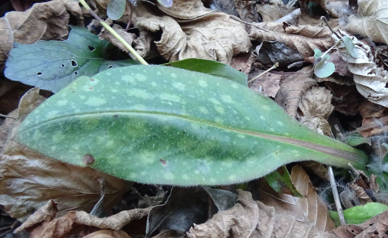 Pulmonaria vallarsae ?